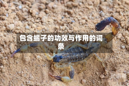 包含蝎子的功效与作用的词条