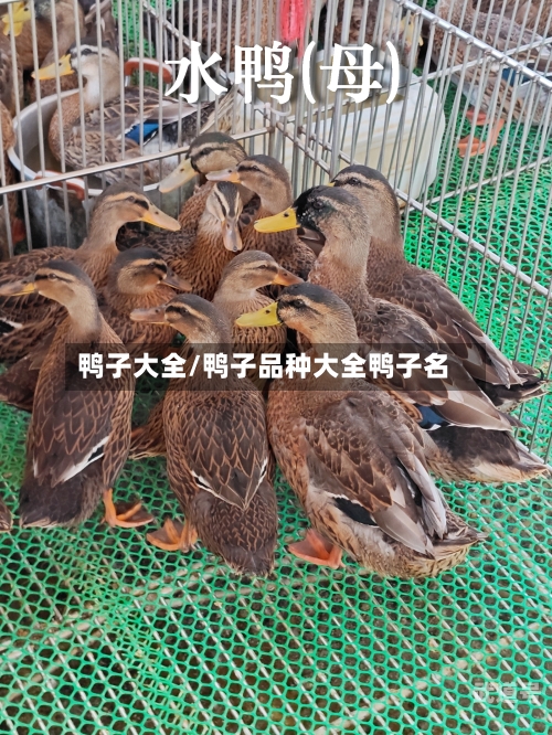 鸭子大全/鸭子品种大全鸭子名