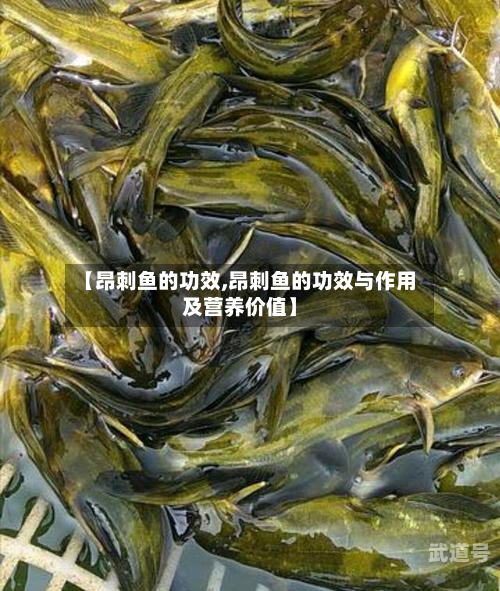 【昂刺鱼的功效,昂刺鱼的功效与作用及营养价值】