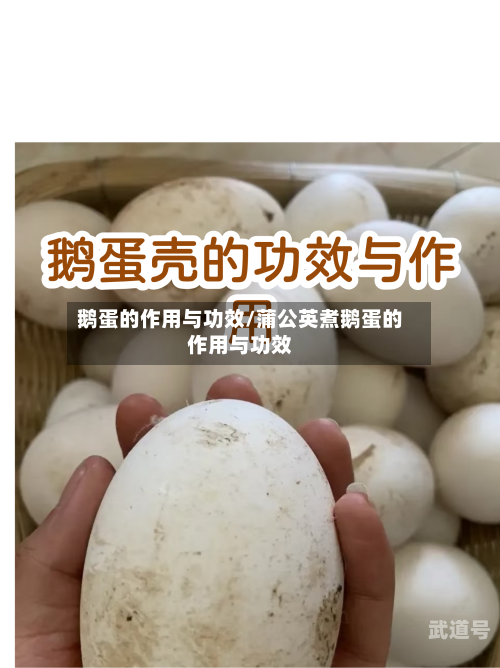 鹅蛋的作用与功效/蒲公英煮鹅蛋的作用与功效