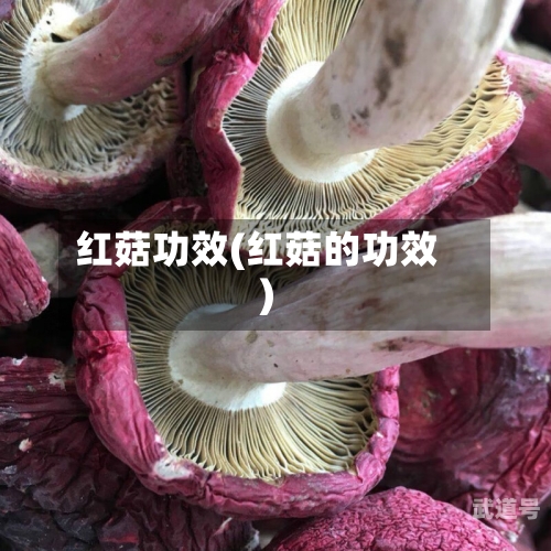 红菇功效(红菇的功效)