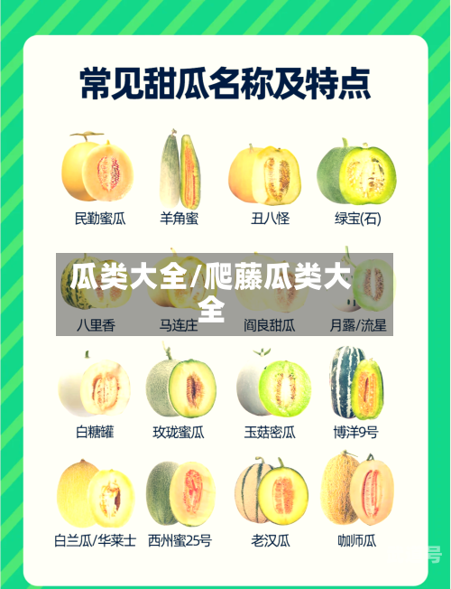 瓜类大全/爬藤瓜类大全
