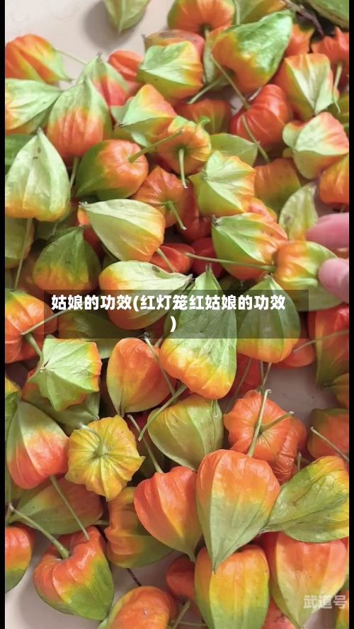 姑娘的功效(红灯笼红姑娘的功效)
