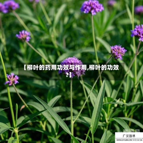 【柳叶的药用功效与作用,柳叶的功效?】