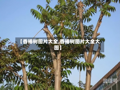 【香椿树图片大全,香椿树图片大全大图】