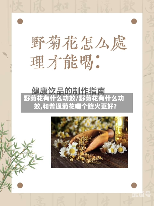 野菊花有什么功效/野菊花有什么功效,和普通菊花哪个降火更好?