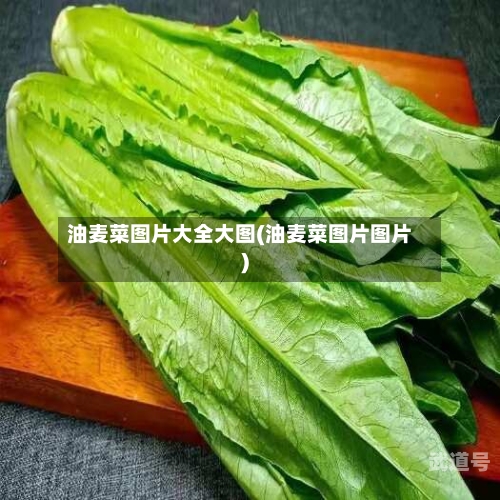 油麦菜图片大全大图(油麦菜图片图片)
