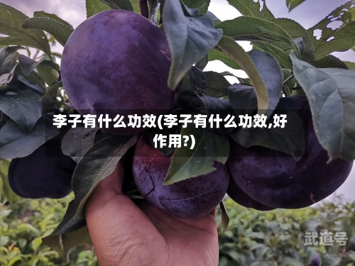 李子有什么功效(李子有什么功效,好作用?)
