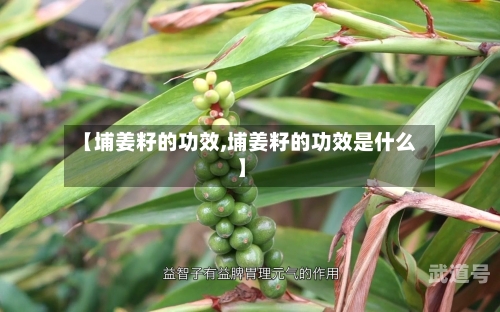 【埔姜籽的功效,埔姜籽的功效是什么】