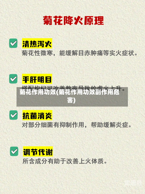 菊花作用功效(菊花作用功效副作用危害)