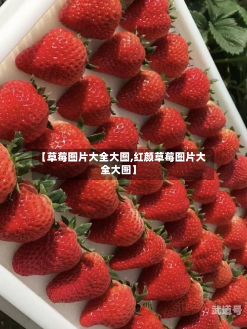 【草莓图片大全大图,红颜草莓图片大全大图】