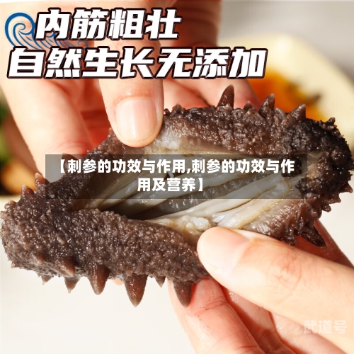 【刺参的功效与作用,刺参的功效与作用及营养】