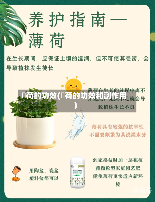 蒪荷的功效(蘘荷的功效和副作用)