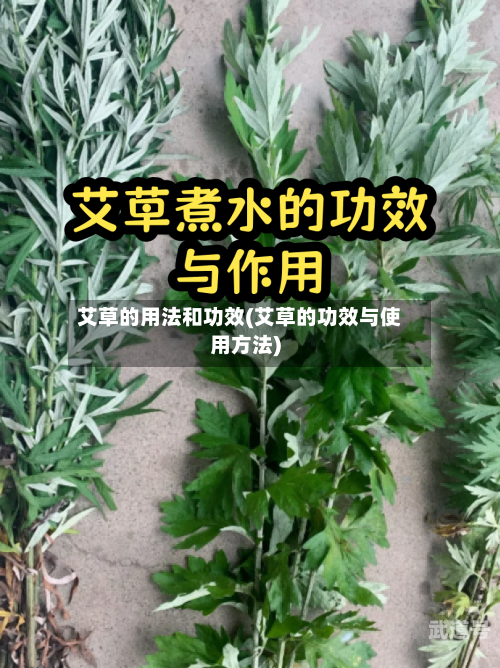 艾草的用法和功效(艾草的功效与使用方法)