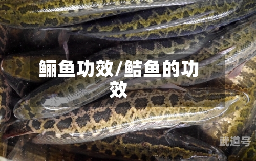 鲡鱼功效/鲒鱼的功效