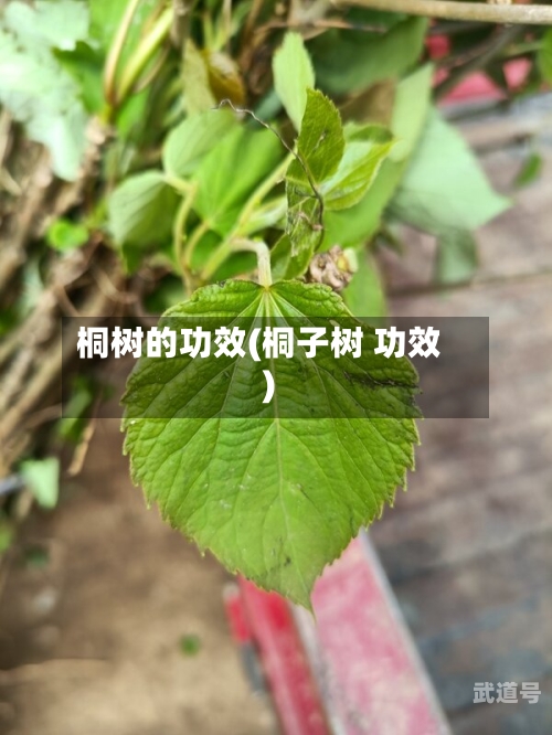 桐树的功效(桐子树 功效)
