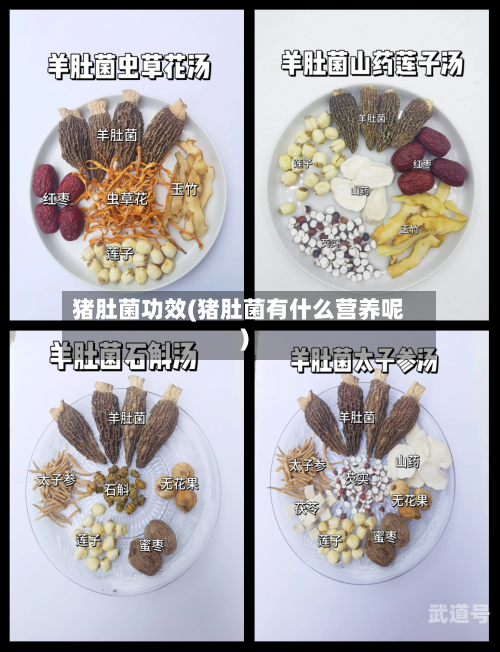 猪肚菌功效(猪肚菌有什么营养呢)