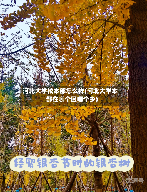 河北大学校本部怎么样(河北大学本部在哪个区哪个乡)