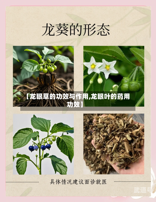 【龙眼草的功效与作用,龙眼叶的药用功效】