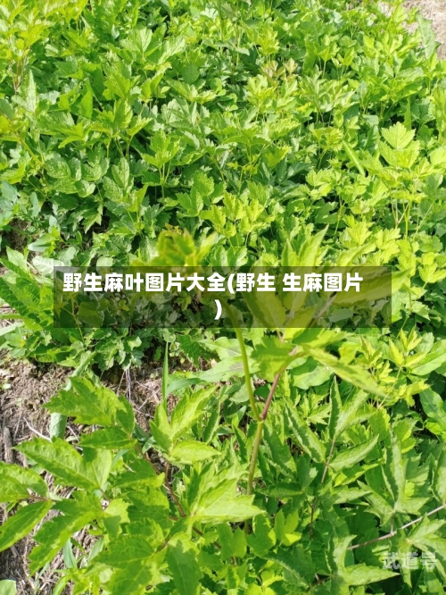 野生麻叶图片大全(野生 生麻图片)