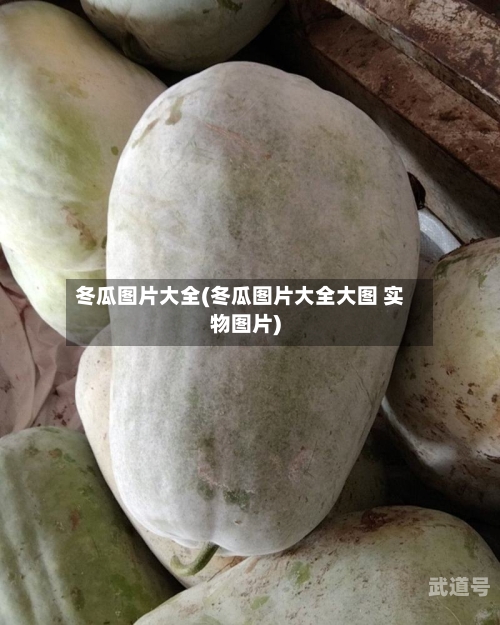冬瓜图片大全(冬瓜图片大全大图 实物图片)
