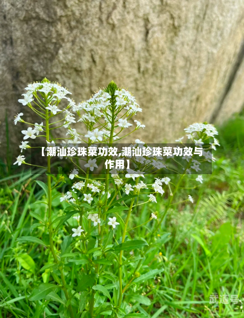【潮汕珍珠菜功效,潮汕珍珠菜功效与作用】