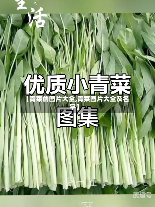 【青菜的图片大全,青菜图片大全及名字】-第3张图片