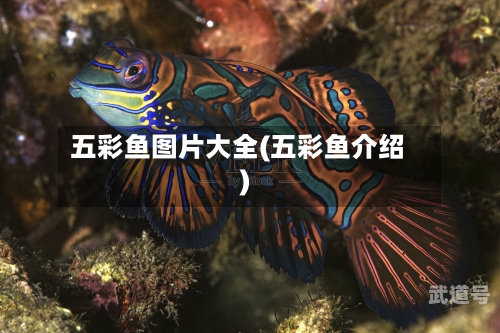 五彩鱼图片大全(五彩鱼介绍)