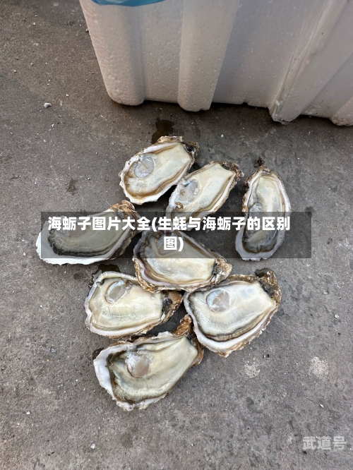 海蛎子图片大全(生蚝与海蛎子的区别图)