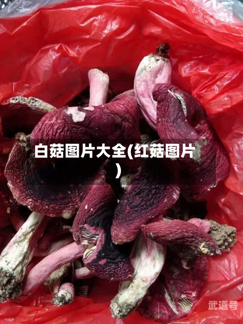 白菇图片大全(红菇图片)