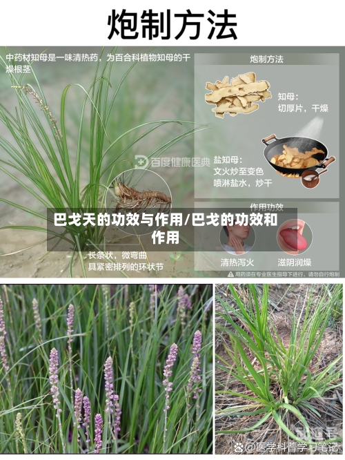 巴戈天的功效与作用/巴戈的功效和作用
