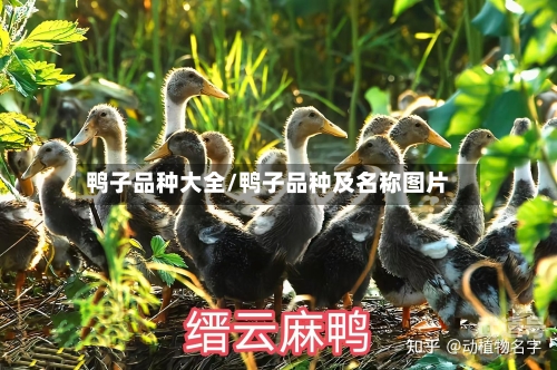 鸭子品种大全/鸭子品种及名称图片