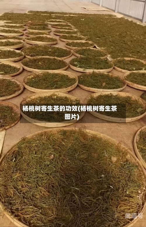 杨桃树寄生茶的功效(杨桃树寄生茶图片)