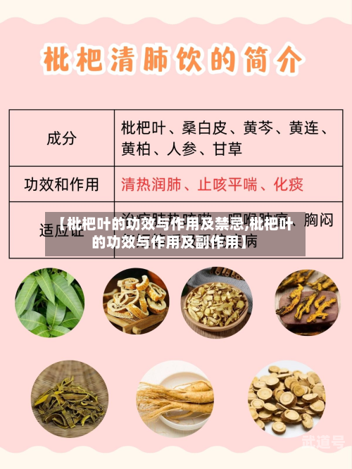 【枇杷叶的功效与作用及禁忌,枇杷叶的功效与作用及副作用】