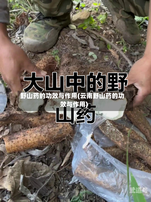 野山药的功效与作用(云南野山药的功效与作用)