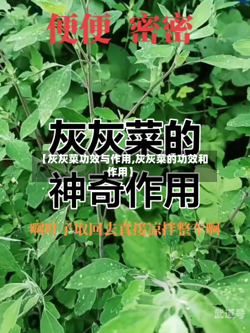 【灰灰菜功效与作用,灰灰菜的功效和作用】