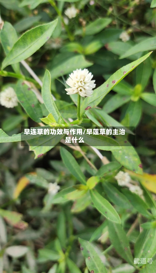 早连草的功效与作用/早莲草的主治是什么