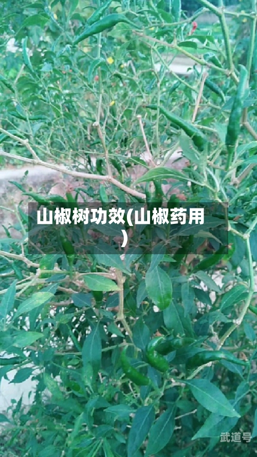 山椒树功效(山椒药用)