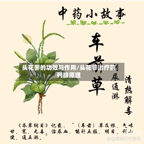 头花蓼的功效与作用/头花蓼治疗前列腺原理