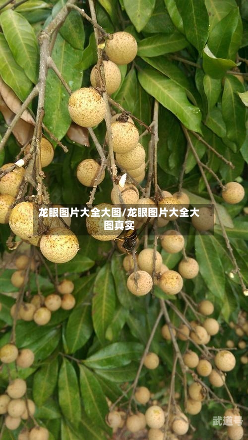 龙眼图片大全大图/龙眼图片大全大图真实