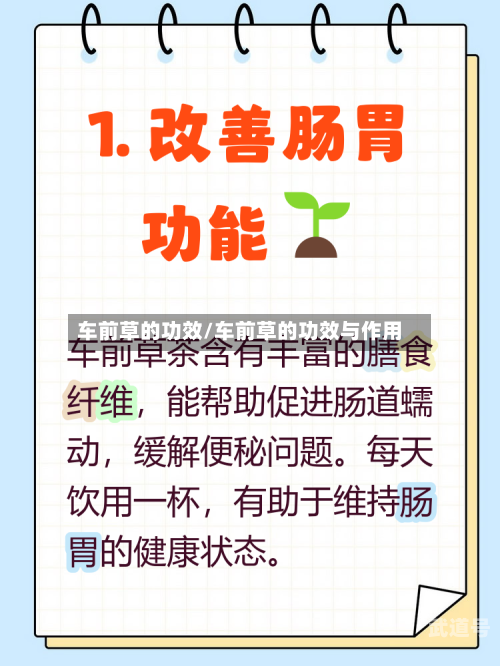 车前草的功效/车前草的功效与作用
