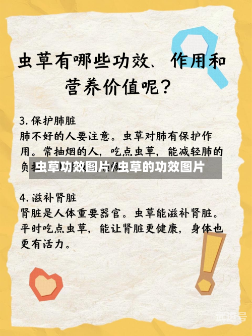 虫草功效图片/虫草的功效图片