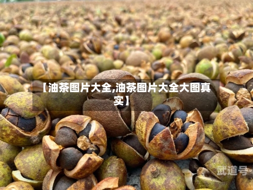 【油茶图片大全,油茶图片大全大图真实】