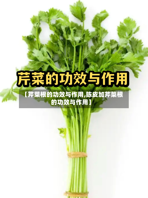 【芹菜根的功效与作用,陈皮加芹菜根的功效与作用】