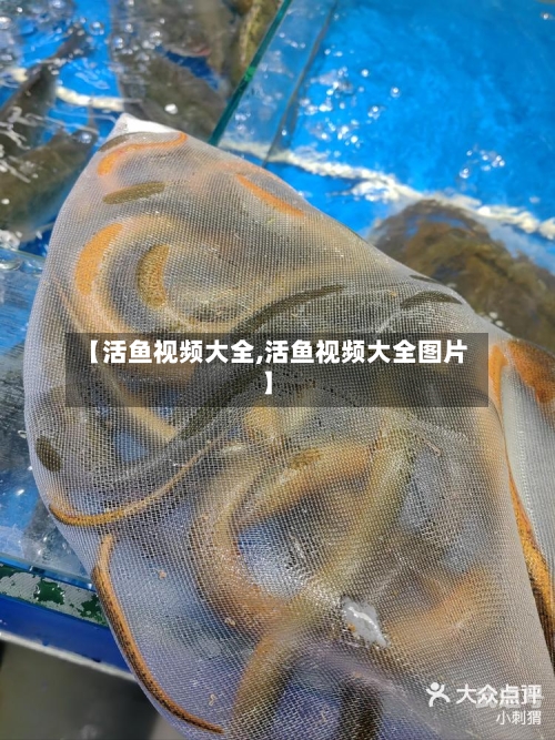 【活鱼视频大全,活鱼视频大全图片】