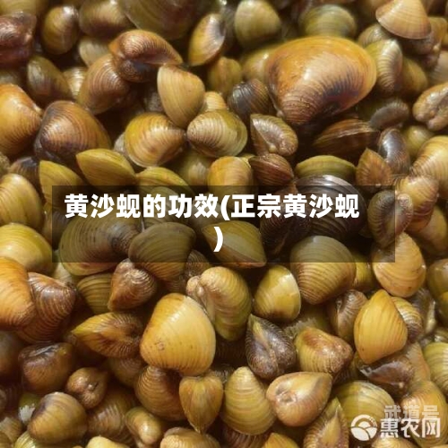 黄沙蚬的功效(正宗黄沙蚬)-第3张图片