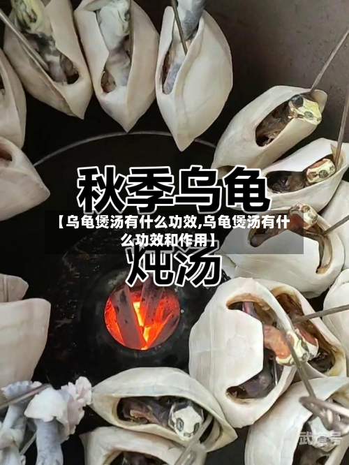 【乌龟煲汤有什么功效,乌龟煲汤有什么功效和作用】-第2张图片