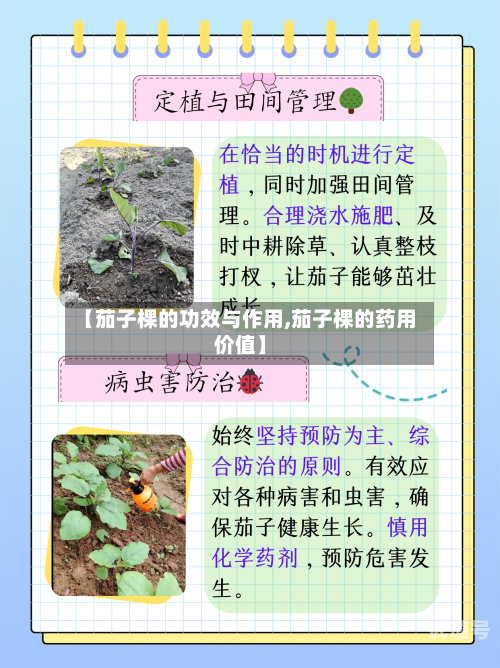 【茄子棵的功效与作用,茄子棵的药用价值】