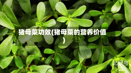 猪母菜功效(猪母菜的营养价值)