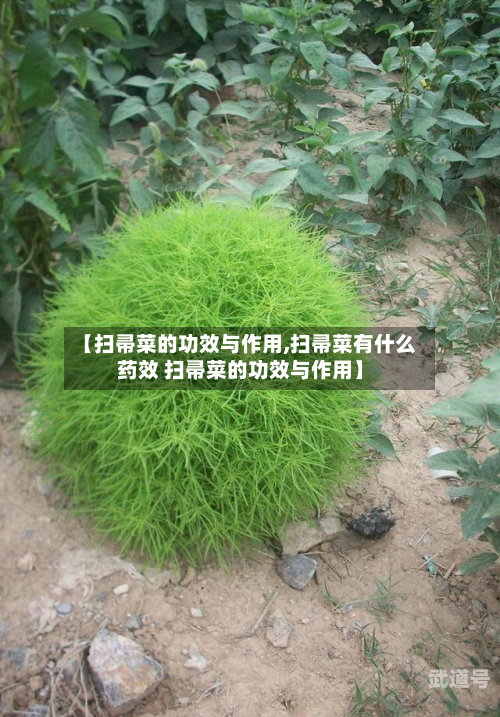 【扫帚菜的功效与作用,扫帚菜有什么药效 扫帚菜的功效与作用】-第3张图片